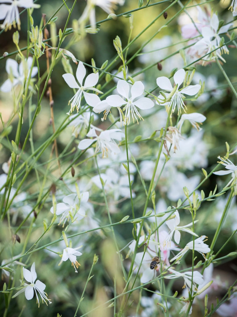 Gaura Lindheimera Gaura lindheimeri 'Cool Breeze'