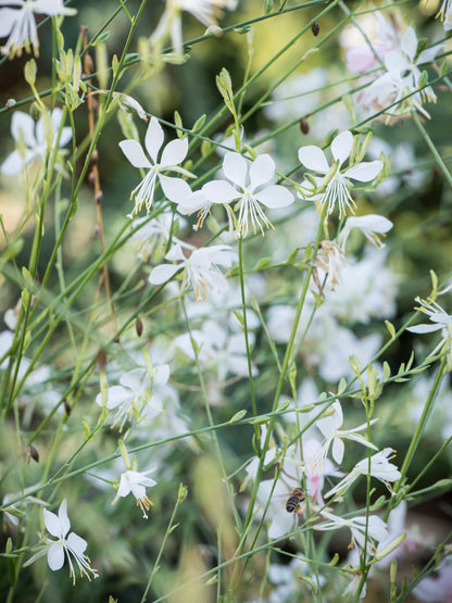 Gaura Lindheimera Gaura lindheimeri 'Cool Breeze'