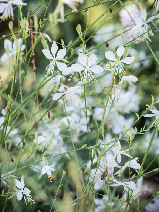 Gaura Lindheimera Gaura lindheimeri 'Cool Breeze'