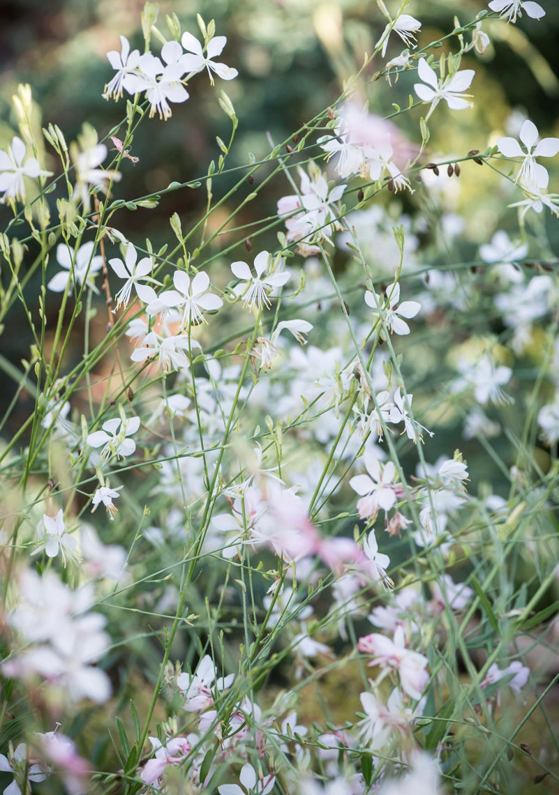 Gaura Lindheimera Gaura lindheimeri 'Cool Breeze'
