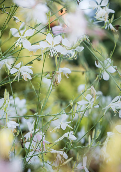 Gaura Lindheimera Gaura lindheimeri 'Cool Breeze'