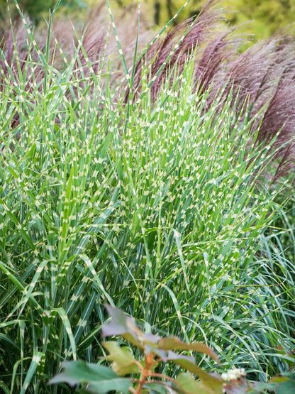 Miskant chiński Miscanthus sinensis 'Zebrinus Strictus'