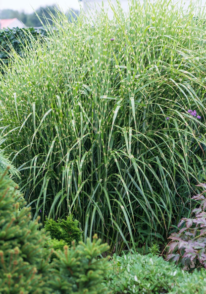 Miskant chiński Miscanthus sinensis 'Zebrinus Strictus'