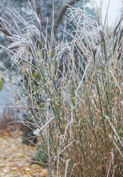 Miskant chiński Miscanthus sinensis 'Zebrinus Strictus'