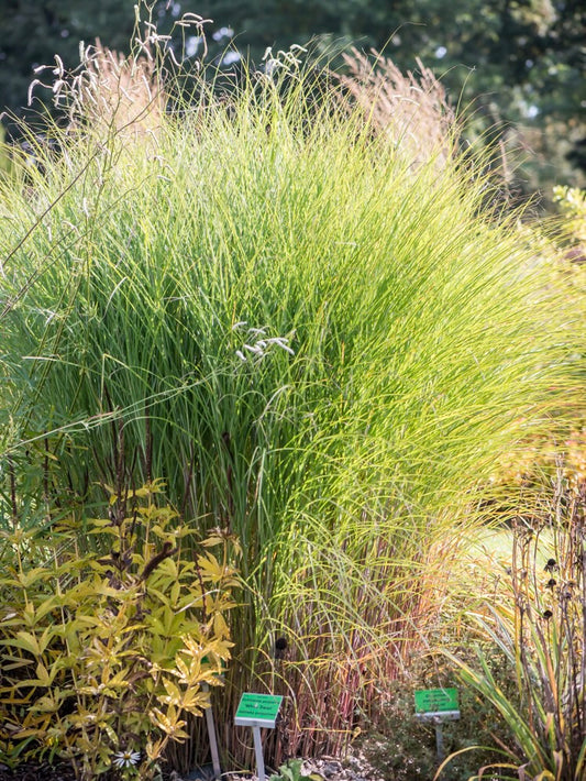 Miskant chiński Miscanthus sinensis 'Gracillimus'