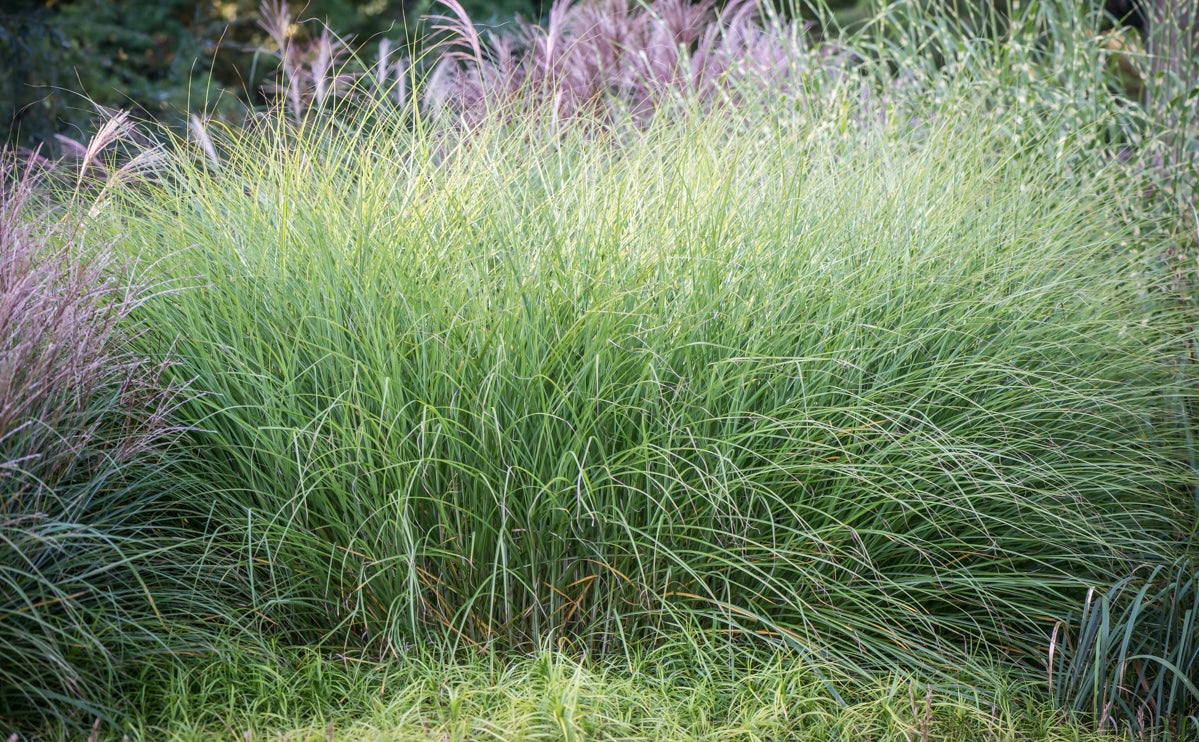 Miskant chiński Miscanthus sinensis 'Gracillimus'