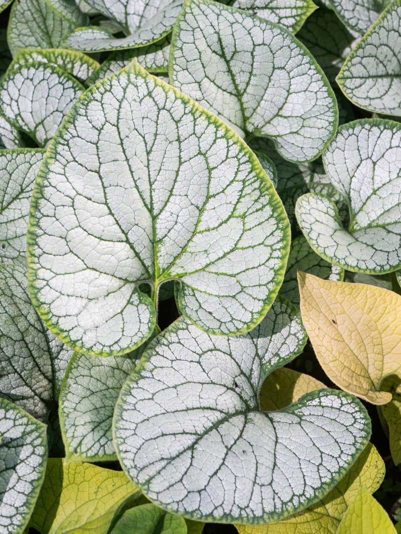 Burnera wielkolistna Brunnera macrophylla 'Silver Heart'