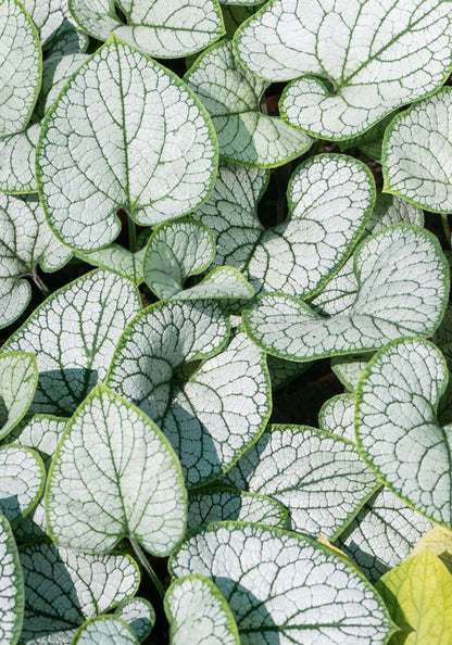 Burnera wielkolistna Brunnera macrophylla 'Silver Heart'