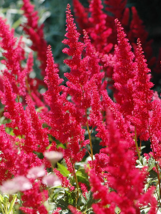 Tawułka Arendsa Astilbe x arendsii 'Fanal'
