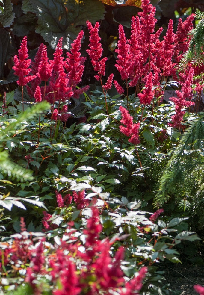 Tawułka Arendsa Astilbe x arendsii 'Fanal'