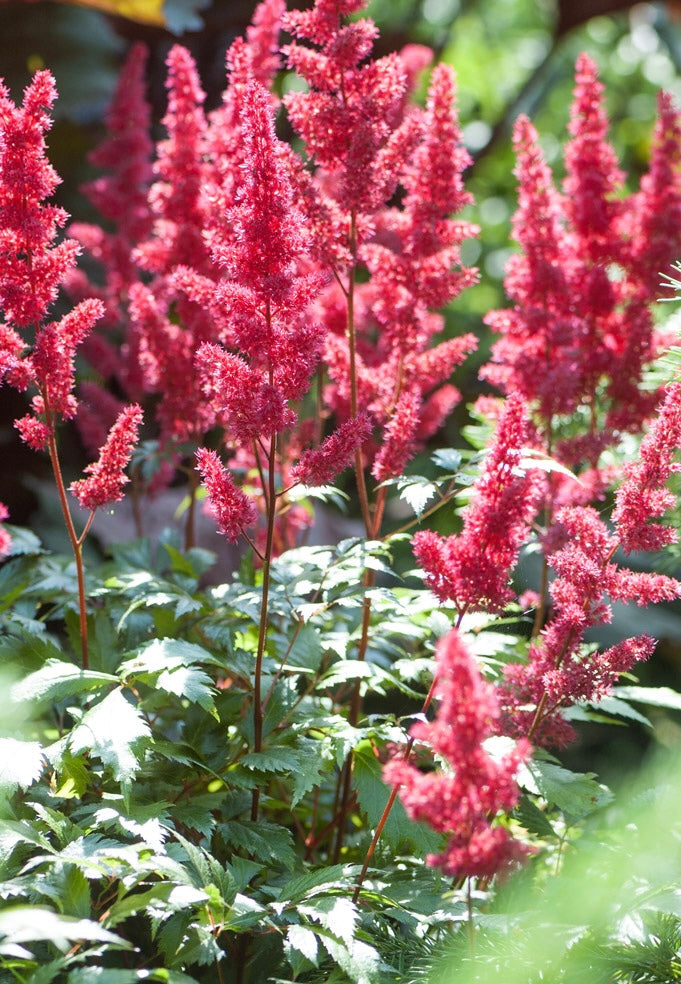 Tawułka Arendsa Astilbe x arendsii 'Fanal'