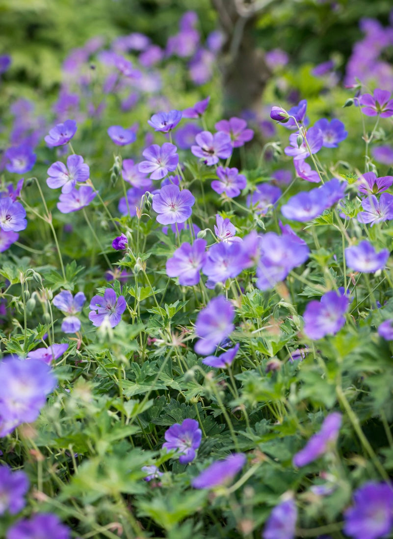 Bodziszek Geranium 'Rozanne'