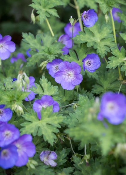 Bodziszek Geranium 'Rozanne'