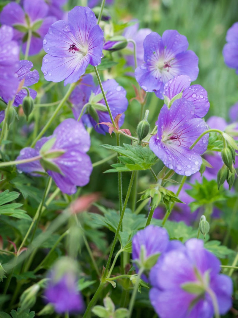 Bodziszek Geranium 'Rozanne'