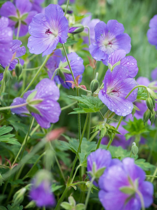 Bodziszek Geranium 'Rozanne'