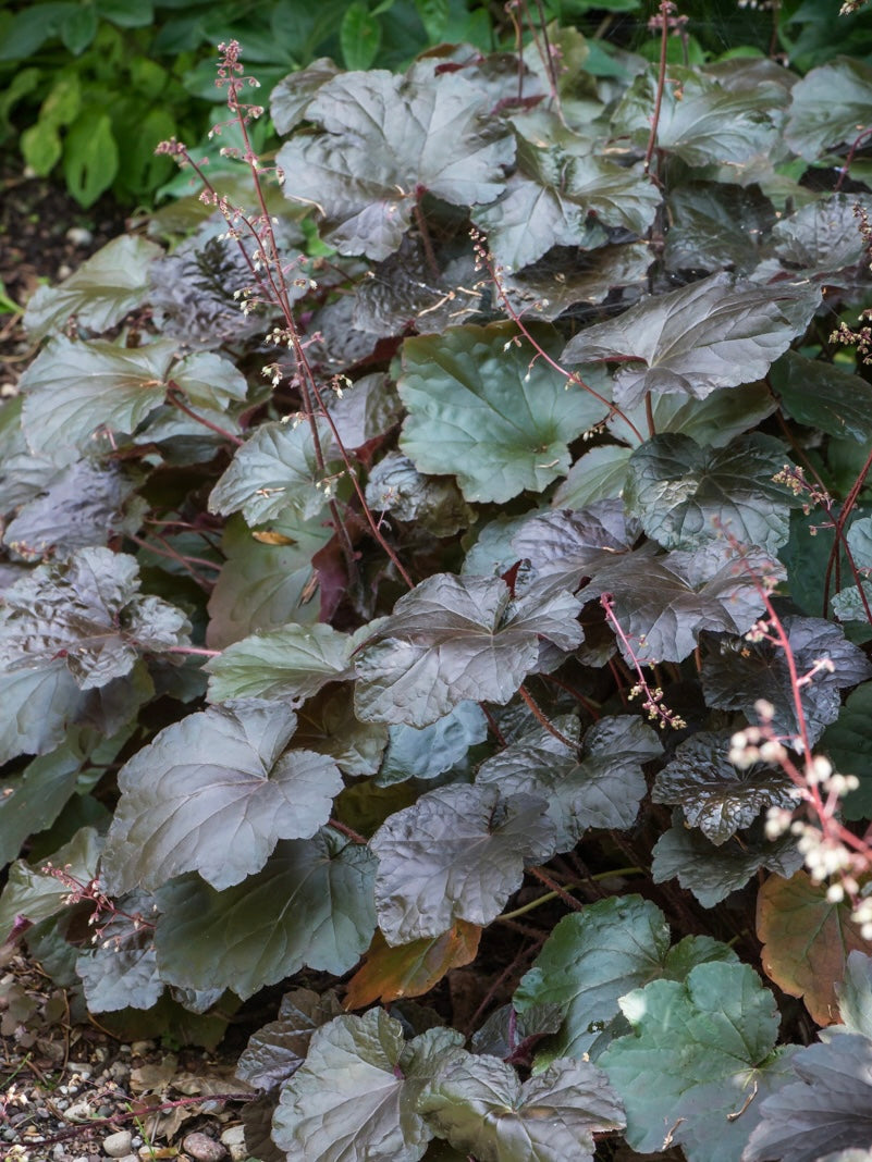 Żurawka amerykańska Heuchera americana 'Palace Purple Select'