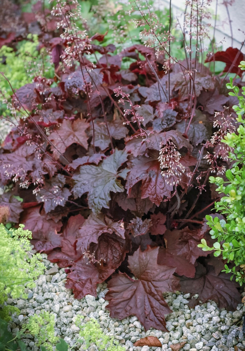 Żurawka amerykańska Heuchera americana 'Palace Purple Select'