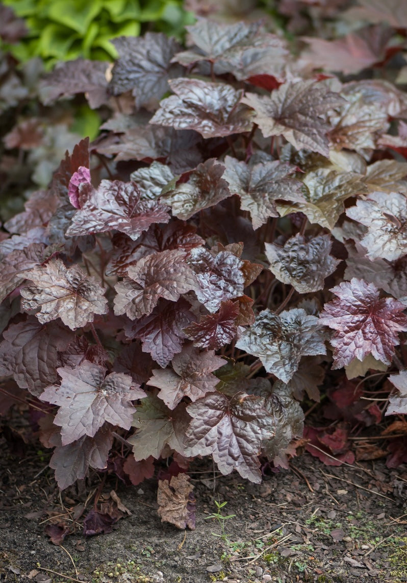 Żurawka amerykańska Heuchera americana 'Palace Purple Select'