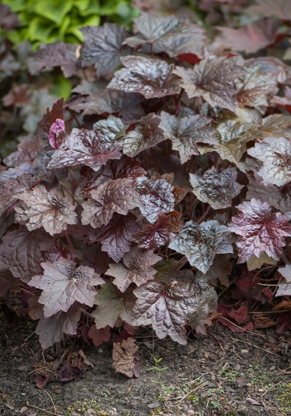 Żurawka amerykańska Heuchera americana 'Palace Purple Select'