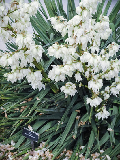 Juka karolińska Yucca filamentosa