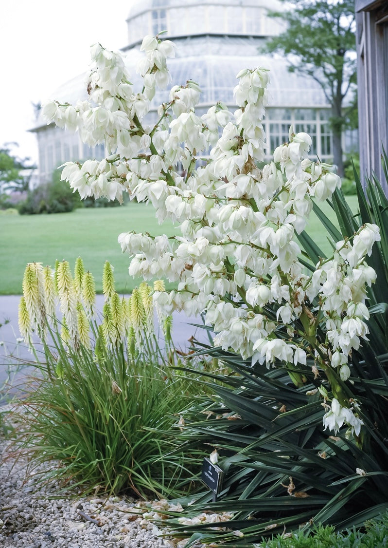Juka karolińska Yucca filamentosa