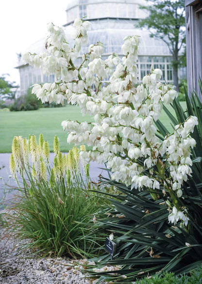Juka karolińska Yucca filamentosa