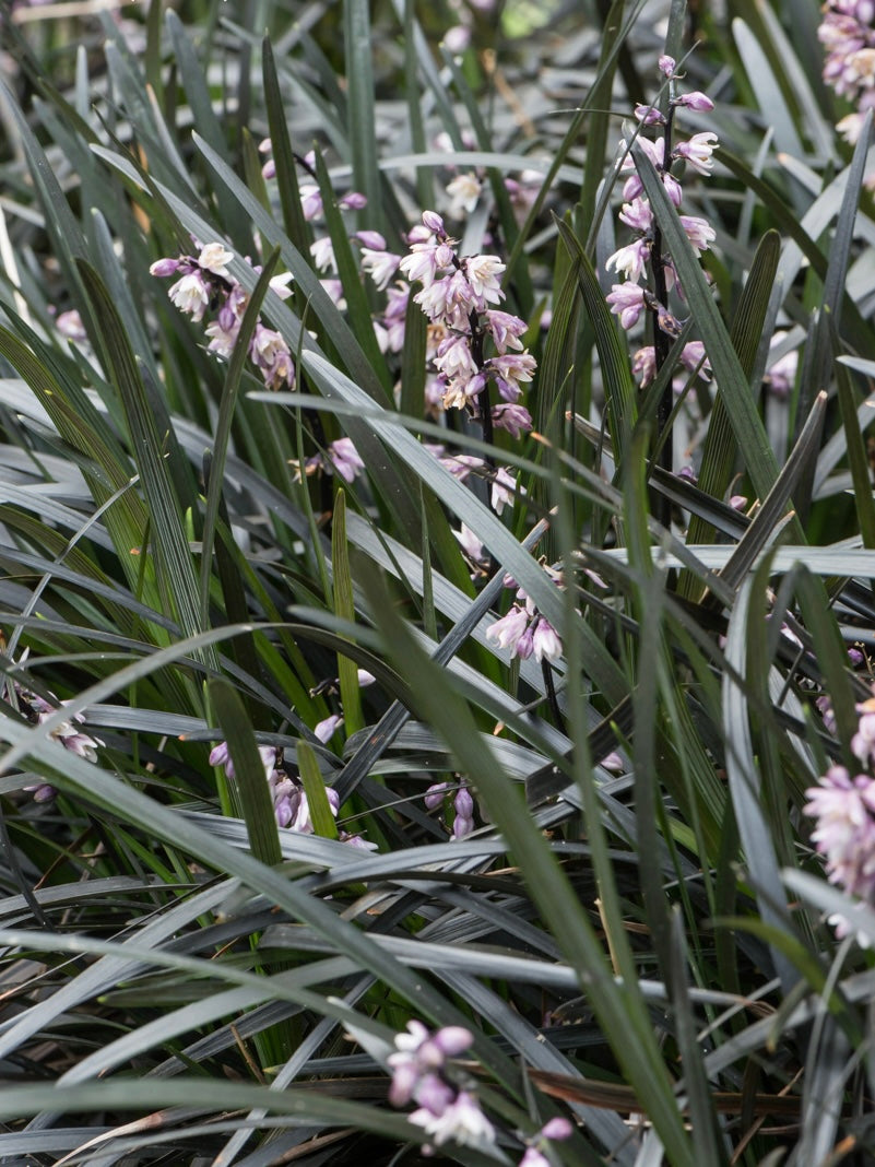Konwalik płaskopędowy Ophiopogon planiscapus 'Nigrescens'