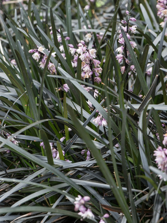 Konwalik płaskopędowy Ophiopogon planiscapus 'Nigrescens'