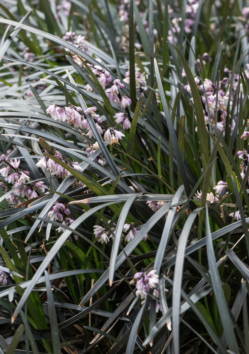 Konwalik płaskopędowy Ophiopogon planiscapus 'Nigrescens'