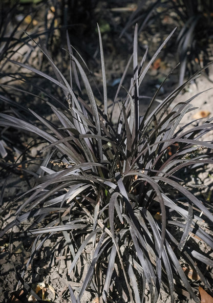 Konwalik płaskopędowy Ophiopogon planiscapus 'Nigrescens'