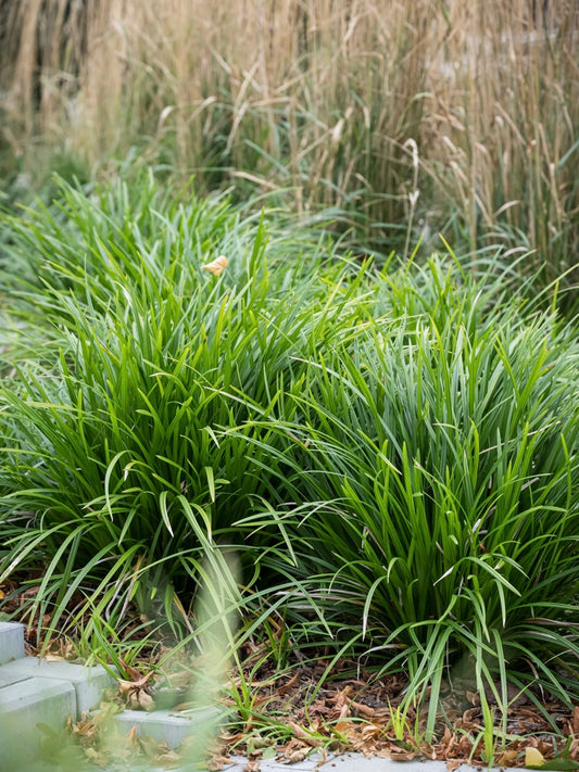 Turzyca Morrowa Carex morrowii 'Irish Green'