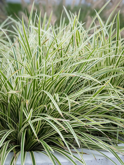 Turzyca Morrowa Carex morrowii 'Goldband'