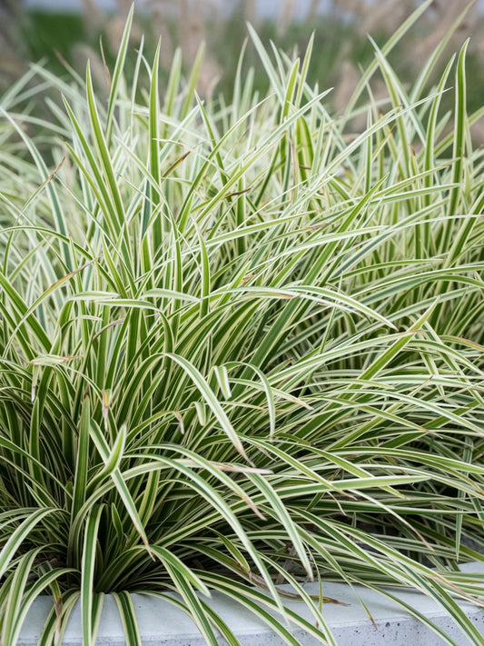 Turzyca Morrowa Carex morrowii 'Goldband'