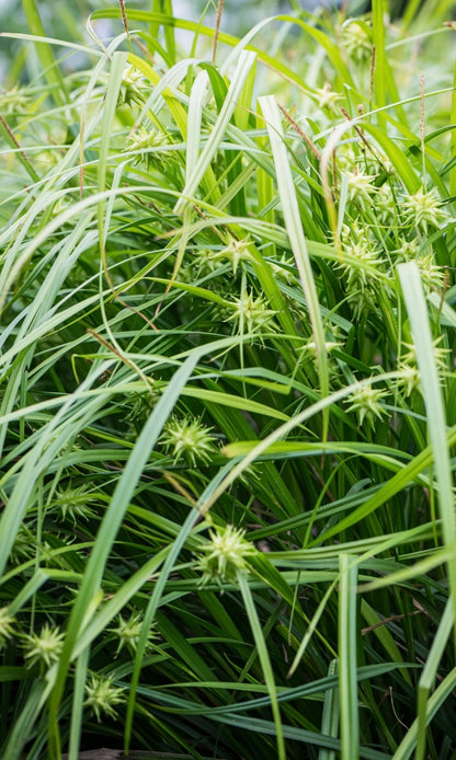 Turzyca Graya Carex grayi