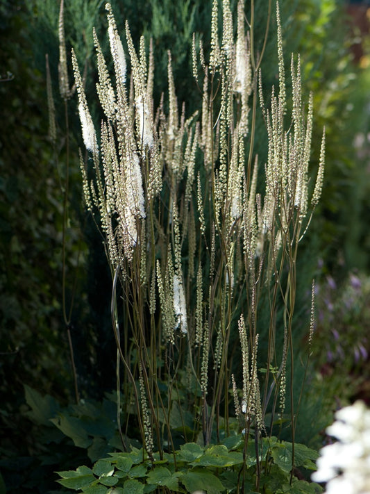 Pluskwica sercolistna Actaea racemosa var. cordifolia