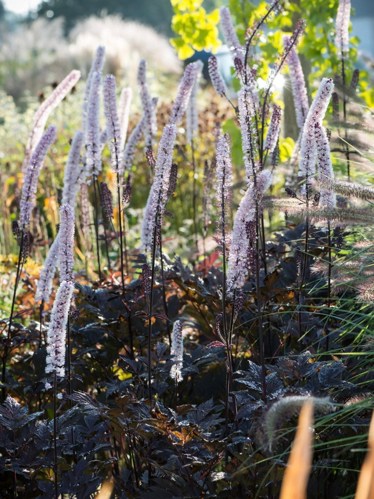 Pluskwica gałęzista Actaea ramosa 'Pink Spike'