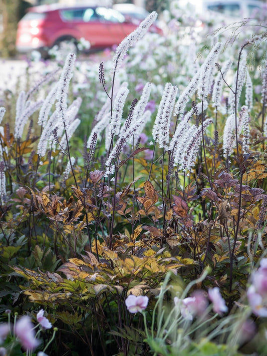 Pluskwica prosta Actaea simplex 'Black Negligee'