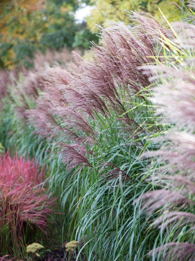 Miskant chiński Miscanthus sinensis 'Malepartus'