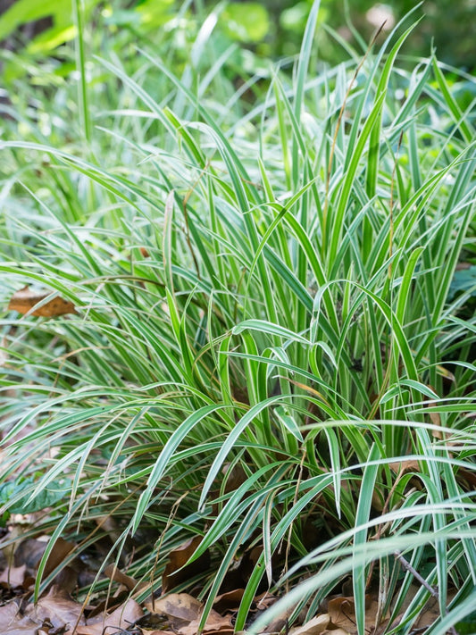 Turzyca Morrowa Carex morrowii 'Variegata'