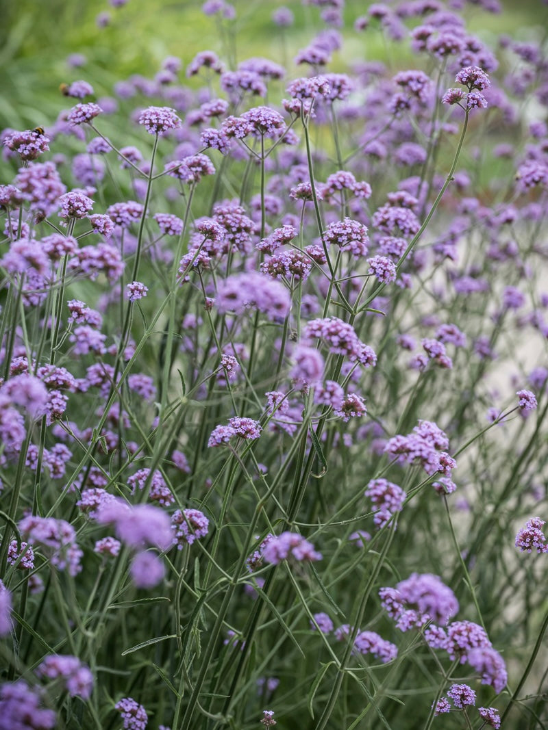 Werbena patagońska Verbena bonariensis