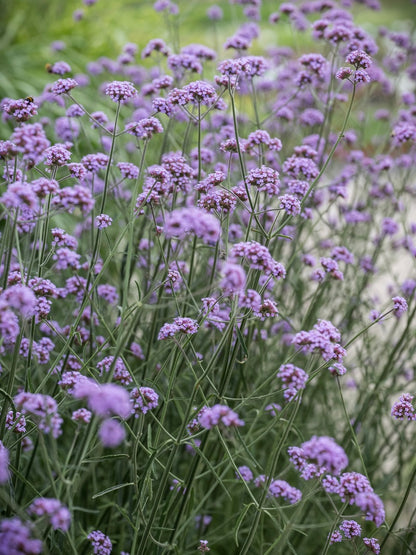 Werbena patagońska Verbena bonariensis