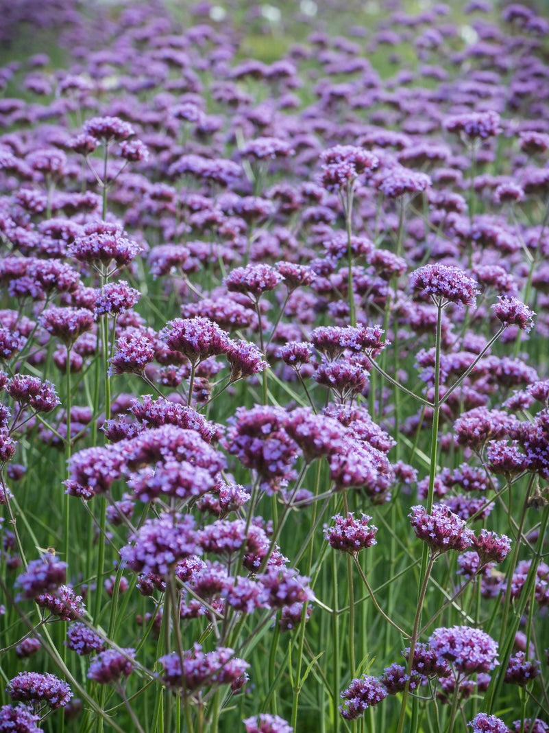 Werbena patagońska Verbena bonariensis