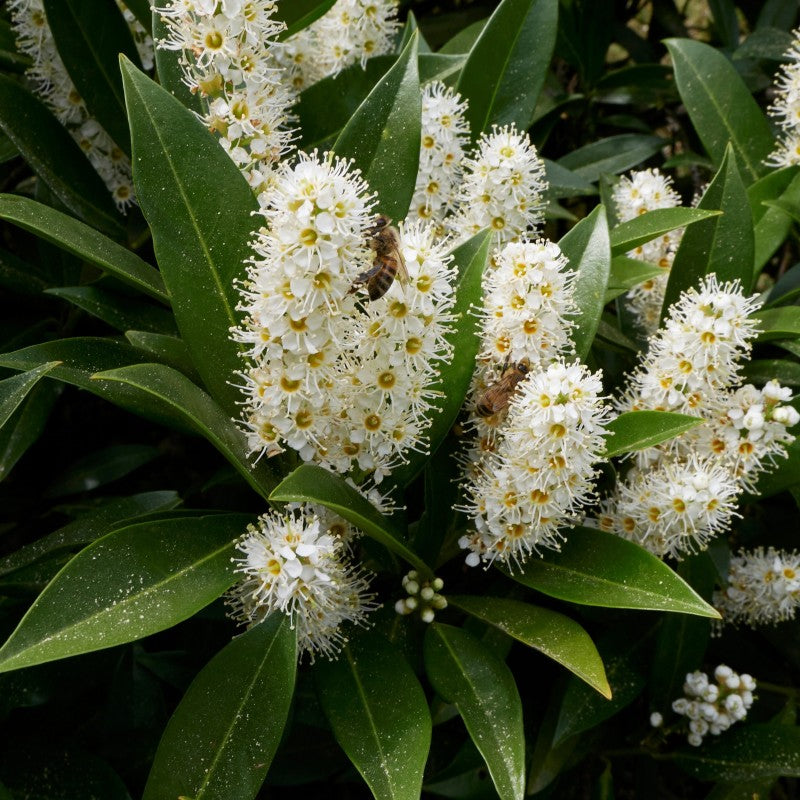Laurowiśnia wschodnia Prunus laurocerasus 'Otto Luyken'