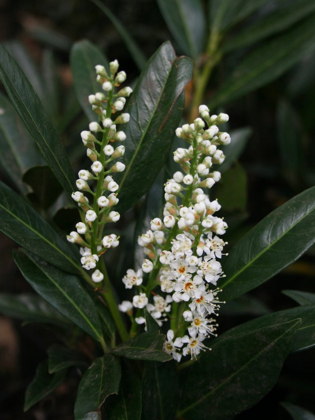 Laurowiśnia wschodnia Prunus laurocerasus 'Otto Luyken'