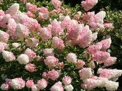 Hortensja bukietowa Hydrangea Panikulata 'Vanilla Fraise'