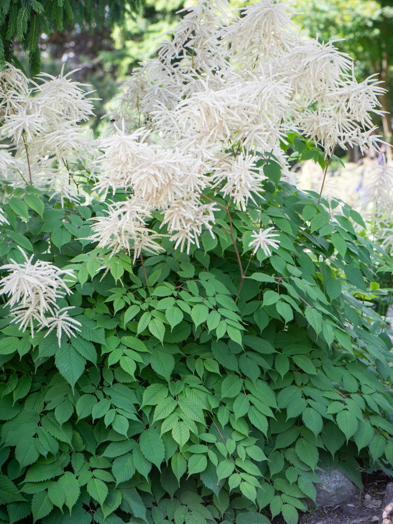 Parzydło leśne Aruncus dioicus (sylvestris)