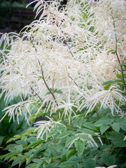 Parzydło leśne Aruncus dioicus (sylvestris)