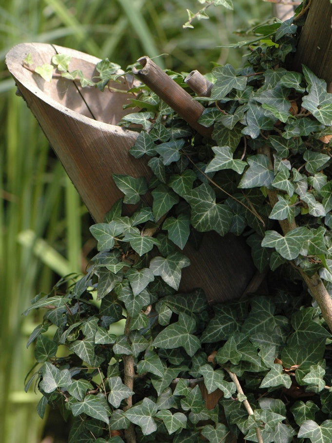 Bluszcz pospolity Hedera helix