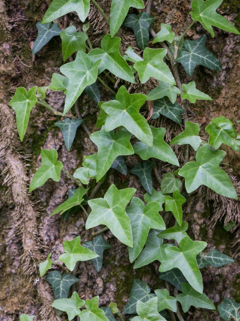 Bluszcz pospolity Hedera helix