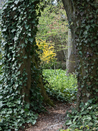 Bluszcz pospolity Hedera helix